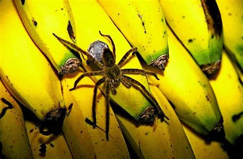 Angst Vor Bananenspinne Loch In Banane Ruft Polizei Auf Den Plan