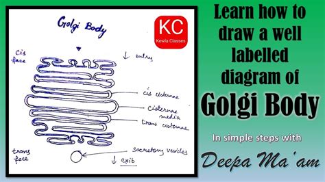 How To Draw A Well Labelled Diagram Of Golgi Body Golgi Apparatus