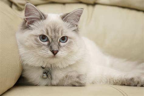 The 10 Most Popular Cat Breeds In The World Daily Paws Vlrengbr