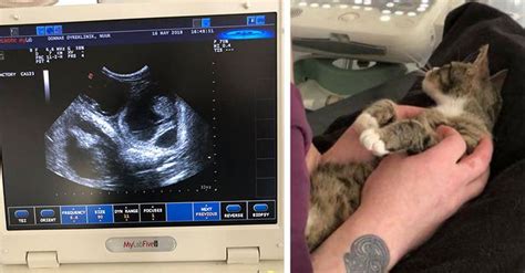 Cat Has Extremely Human Facial Expression When Ultrasounds Shows Shes