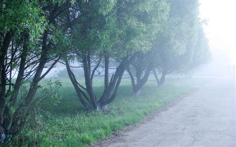 Green Trees During Daytime Hd Wallpaper Wallpaper Flare