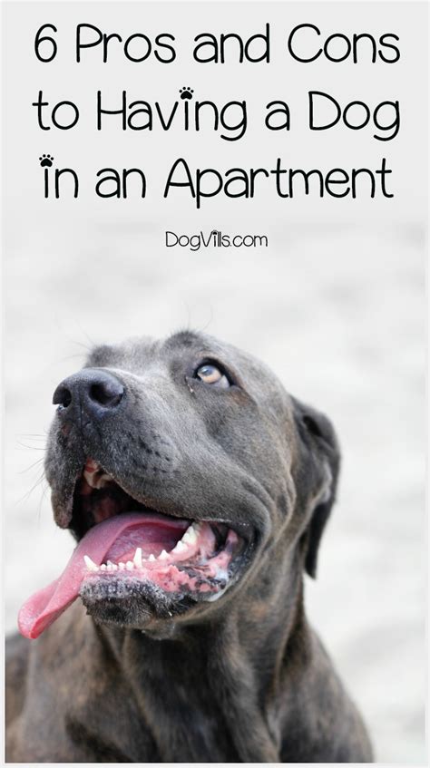 Every dog owner who doesn't wish to breed their pet will at some ask themselves whether they should get it neutered. 6 Pros and Cons to Having a Dog in an Apartment - DogVills