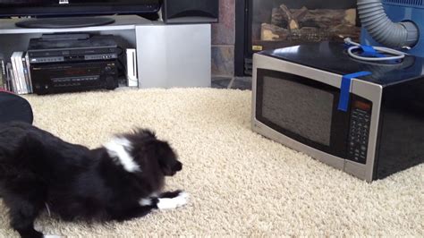 Dog Barks At Her Reflection In The Microwave Youtube