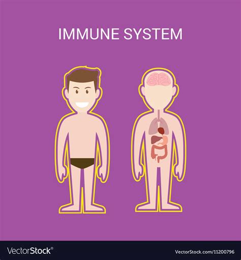 Immune System With Cartoon Human Man Royalty Free Vector
