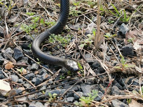 Venomous Snakes Archives Snake Rescue Sunshine Coast