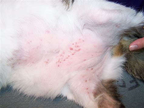 Blog About Cats Cat Dermatitis Eczema Remedy