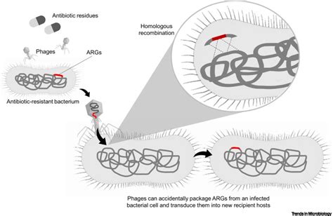 Does Phage Mediated Horizontal Gene Transfer Represent An Environmental