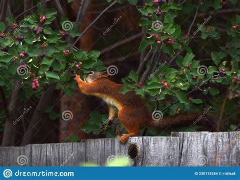 Squirrel Eats Berries On The Fence In The Garden Stock Photo Image Of