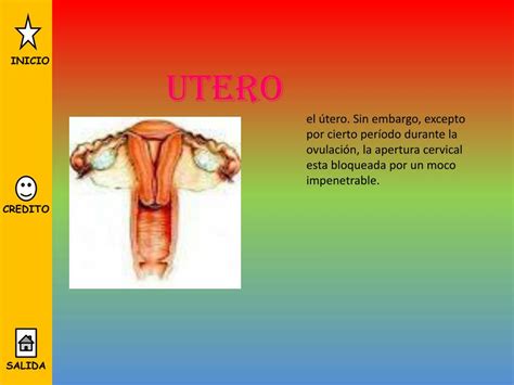 Ppt Aparato Reproductor Femenino Powerpoint Presentation Free