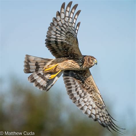 Northern Harrier Marsh Hawk Matt Cuda Flickr