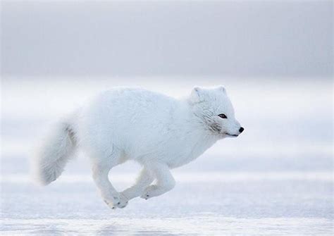 Pin by Barbara Ann on Pure White | Artic animals, Arctic fox, Animals