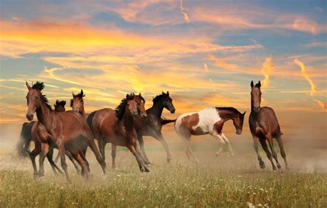 Banco De Imagens Cavalos Animal Natureza Campo Por Do Sol