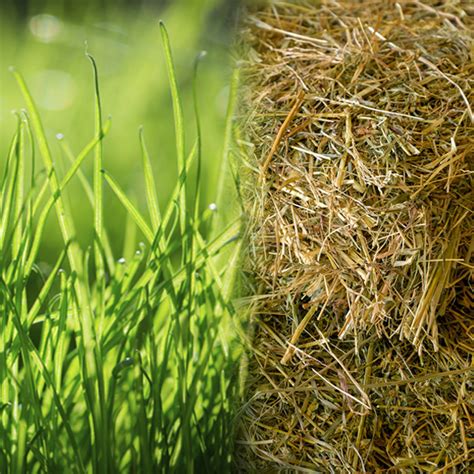 How To Safely Switch Your Horse From Pasture Grass To Hay Kpp