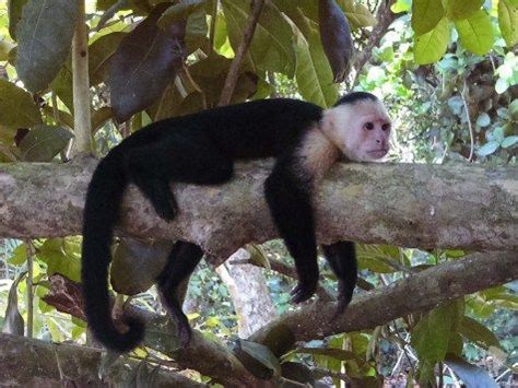 This was a stock i covered on my blog. Parc national Manuel Antonio - paradis terrestre et ...