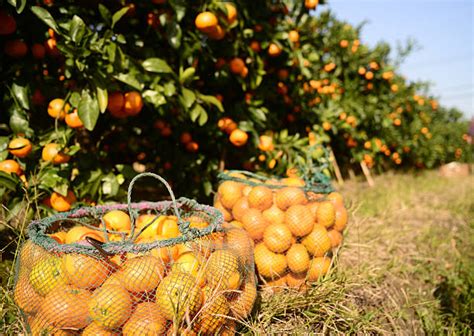 Best Picking Oranges Stock Photos Pictures And Royalty Free Images Istock