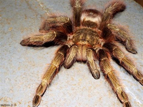 Pense sobre essa mensagem que a lisa está passando. Que bicho é? Você conhece a aranha-caranguejeira ...