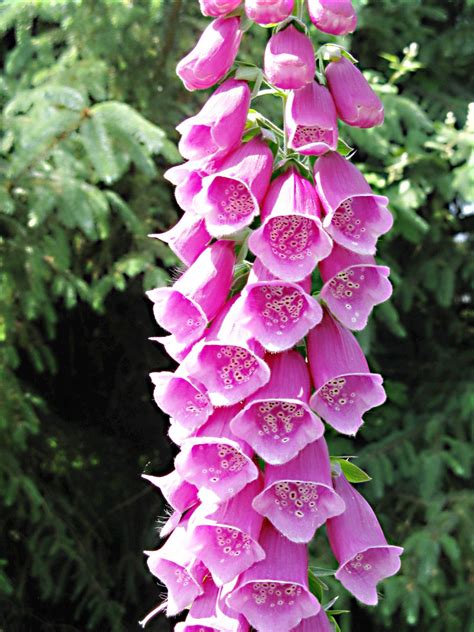 Foxgloves Beautiful Flowers And Digitalis Health Effects Owlcation