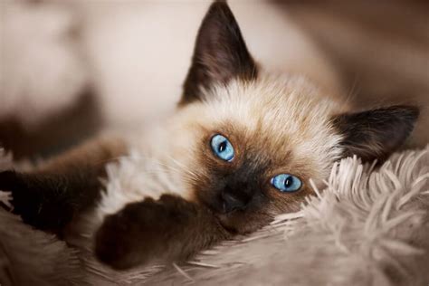 Introducing The Balinese Cat History Traits And More