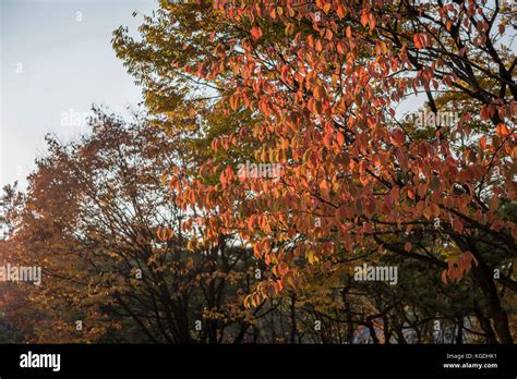 Leaves On Trees Turning Red In The Autumn Season Stock Photo Alamy