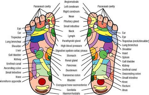 The superficial back muscles are covered by skin, subcutaneous connective tissue and a layer of fat. Pressure Points in Your Feet: Use This Foot Massage Chart for Pain Relief | The Hearty Soul