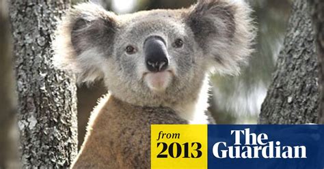 Conservationists Accuse Governments Of Failing To Protect Koalas