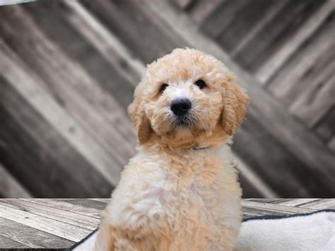 The combination of the gentle golden retriever and the highly intelligent poodle make a wonderful companion. Goldendoodle 2nd Gen-DOG-Male-Golden-2433309-Petland ...