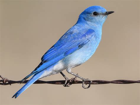 Mountain Bluebird Ebird