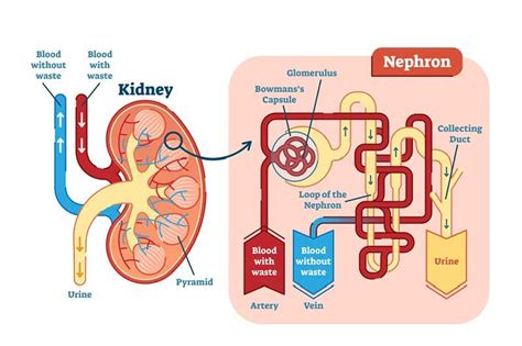 Kidney Functionality Diseases And Treatment Options