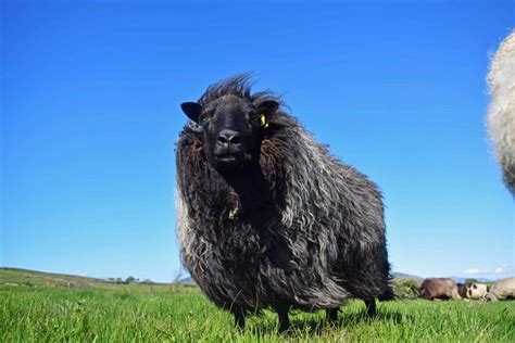 Welsh Mountain Sheep Patchwork Sheep