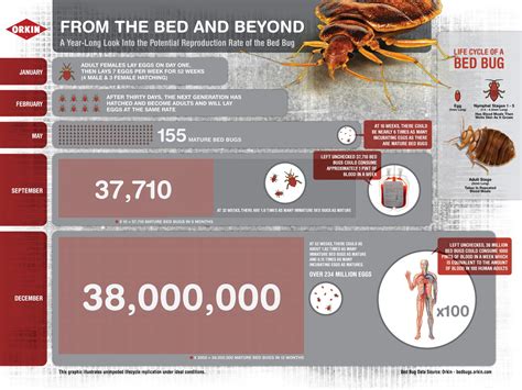 Bed Bug Environments Whats The Ideal Bed Bug Environment