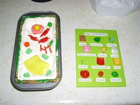Eukaryotic animal cell, candy cell model. Plant Cell Model · A S'more · Cooking on Cut Out + Keep ...