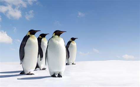 Emperor Penguins On Snow Covered Ground Hd Wallpaper Wallpaper Flare