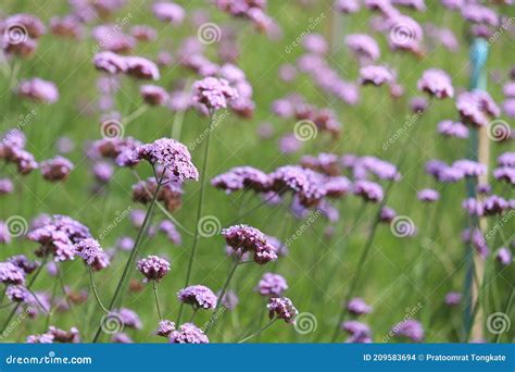 Verbena Flower Argentinian Vervain Or Purpletop Vervain Beautiful