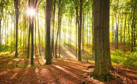 Bäume Spenden Baumspende Aufforstung Deutschland Seriös