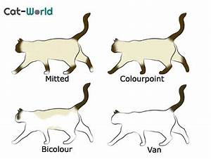 Ragdoll Cat History Appearance And Temperament Cat World