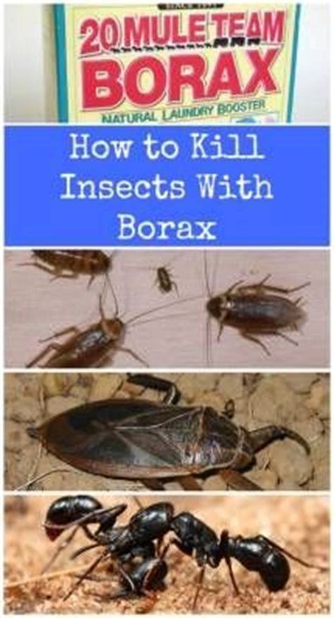 Does anyone know if ants taking borax back their nest will disrupt the fertility of the soil? #Ideas : How Do You Kill Sugar Ants | Borax uses, Borax ...