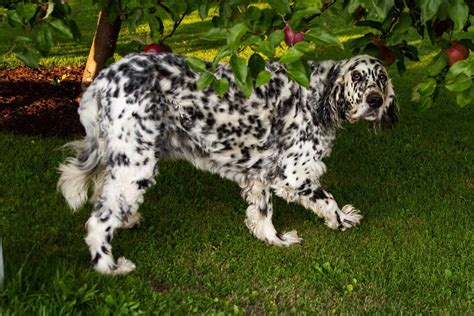 Long Haired Dalmatian All The Breed Information You Need