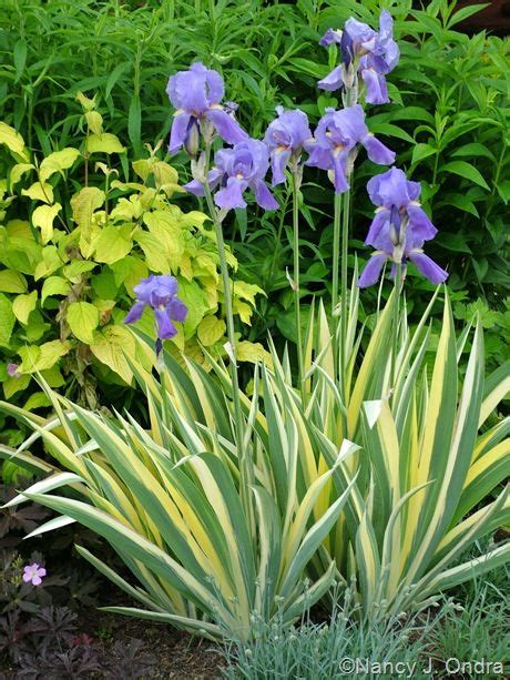 The early leaf fans bear attractive yellow and green striped variegation, but this deepens to green as the plant matures. Pin on Plants I Love!