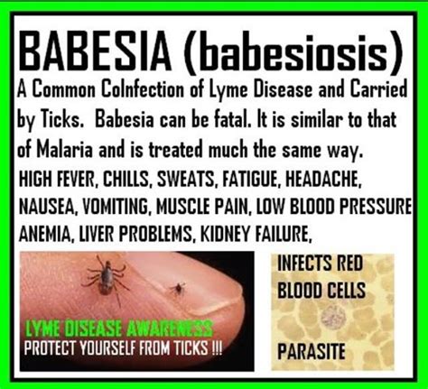 When Life Hands You Lyme Babesia Malaria At Its Worst