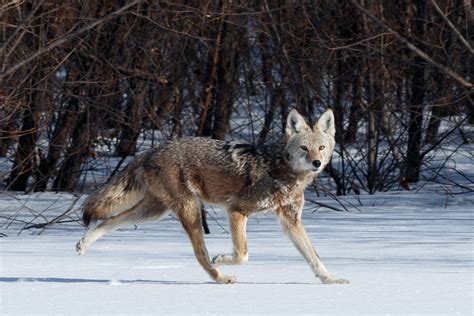 The Variety Of Deciduous Forest Animals Is Truly Mind