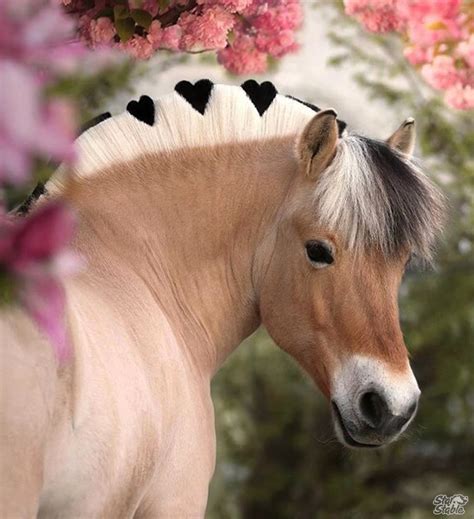 Pin By Melissaski On Heste Cute Horses Animals Beautiful Cute Horse