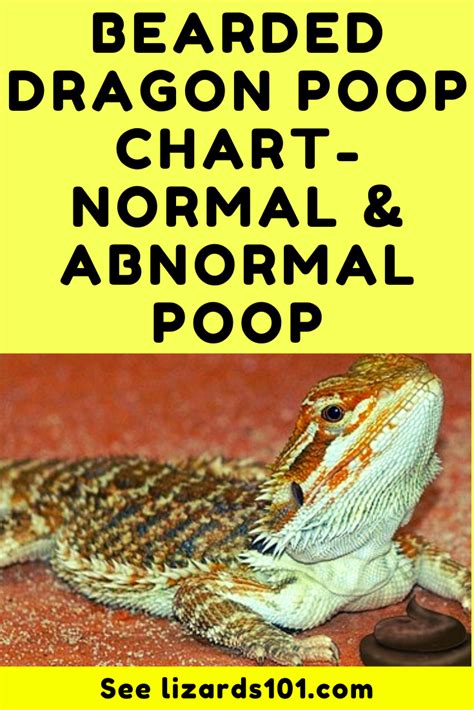 Bearded Dragon Poop Chart Normal Vs Abnormal Poop In A Bearded