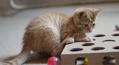 I am not quite sure what to do with him. 12 Week Old Kitten - A Complete Guide From | 12 week old ...