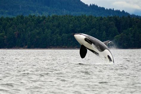 Southern Resident Killer Whales Swimming In Dire Straits Saving Earth