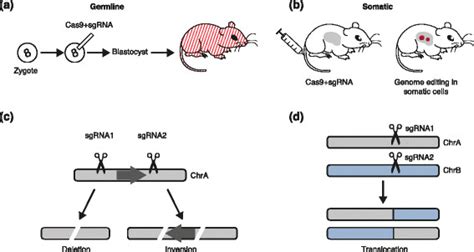 Precision Cancer Mouse Models Through Genome Editing With Crispr Cas My Xxx Hot Girl