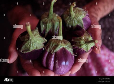 Eggplant On Old Woman Hand Stock Photo Alamy