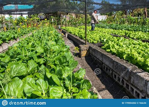 What vegetables grow in an apartment? Urban Agriculture Vegetable Garden, Cuba Editorial ...
