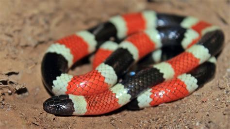 Sonoran Coral Snake Youtube
