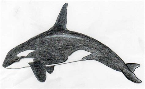 How To Draw Killer Whale Any Beginner Can Do This