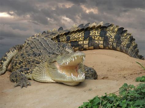 See The Massive Size Of A Saltwater Crocodile That Encounters A Bull